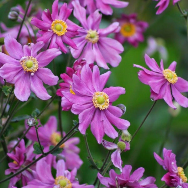 Order now for Fall Blooms! Japanese Double Anemone "Fall In Love Sweetly"