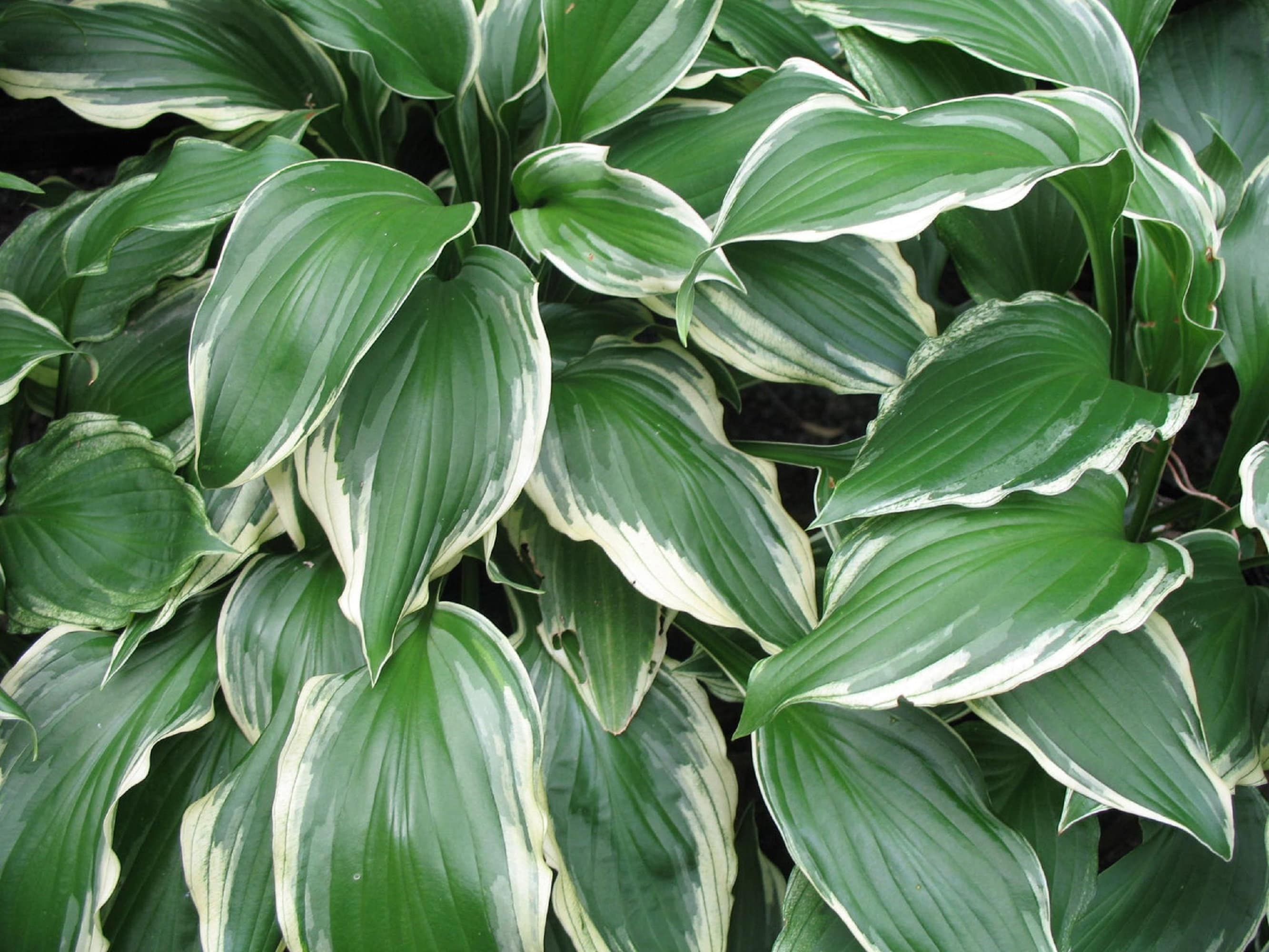 Hosta Mix (4 Randomly Selected Hostas) - Attracts Butterflies ...