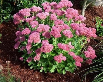 Autumn Joy Sedum Plant - Pollinator Wildlife attracting
