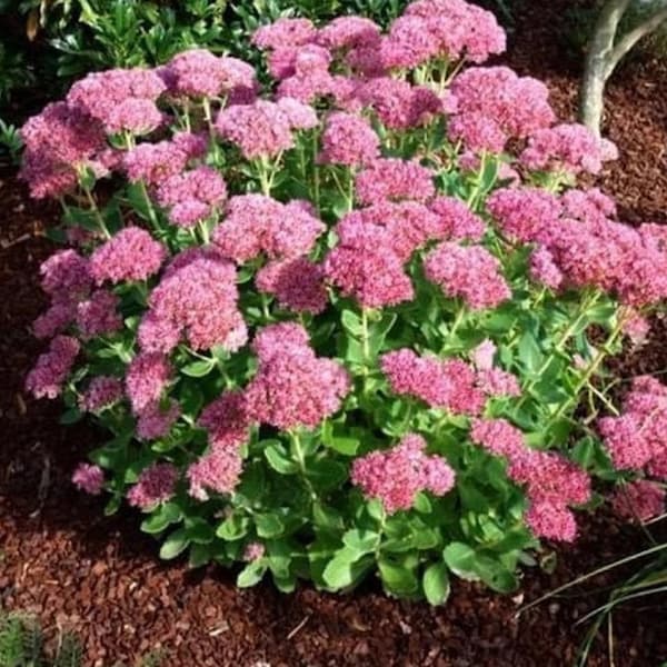 Autumn Joy Sedum Plant - Pollinator Wildlife attracting