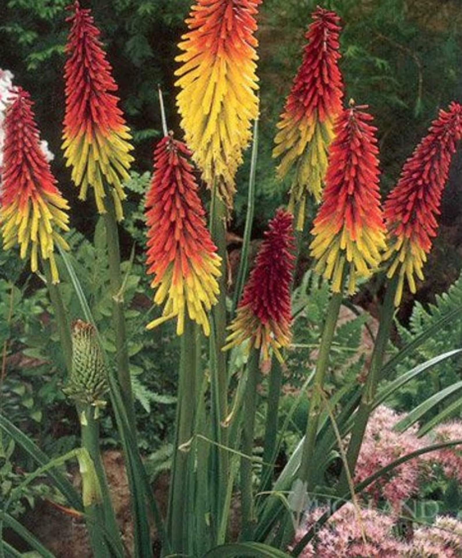Red Hot Poker Plant "flamenco" - Torch Lily (1 Rooted Plant) - Etsy