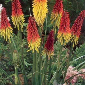 May include: A cluster of red and yellow torch lily flowers in bloom. The flowers are tall and slender, with a pointed tip. The flowers are surrounded by green foliage.