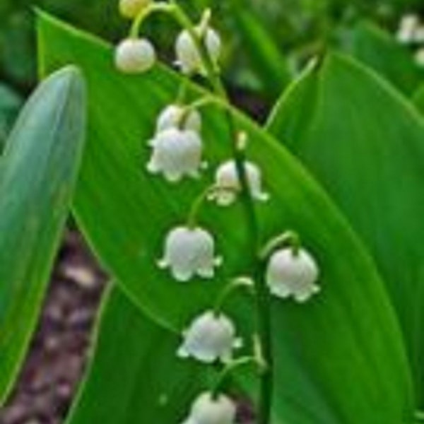 Lily of the Valley Pips Etsy