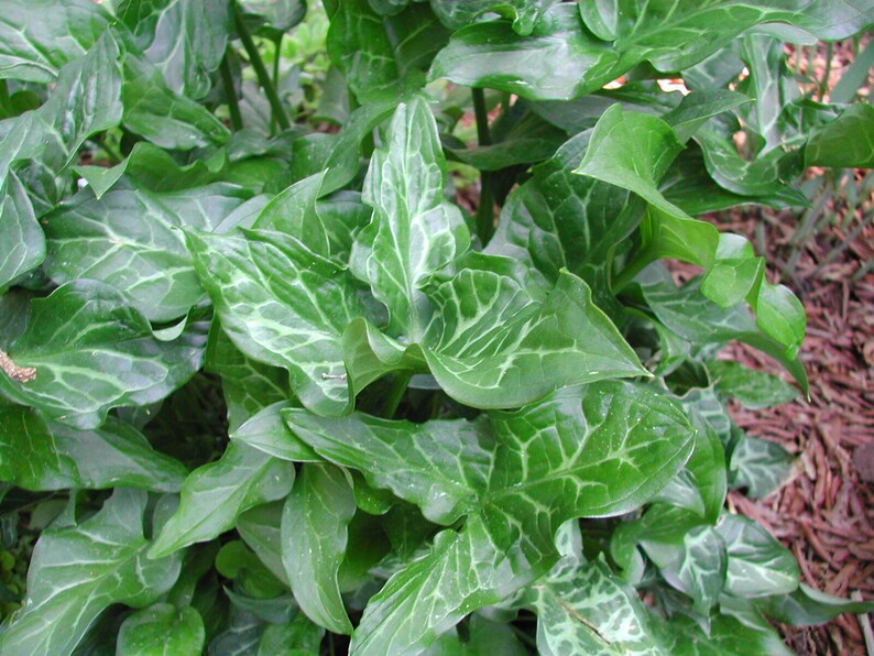 Arum Italicum lords and Ladies Orange Candleflower., Shipping Now Etsy