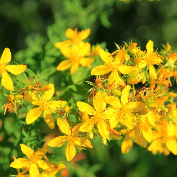 SOOTHING ST. JOHNS Wort (seed packet of approx 50 seeds)