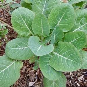 May include: A close-up view of a cluster of green leafy plants. The leaves are large, oval-shaped, and have prominent white veins. The plant is growing in a garden bed with brown mulch and other small plants in the background.