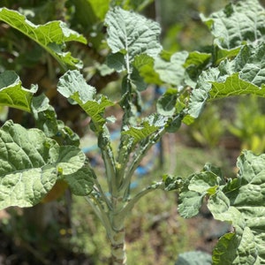 May include: Close-up of a leafy green plant with large, textured leaves. The plant has a thick, light-colored stem and is surrounded by other greenery. The leaves have a slightly ruffled edge and a prominent vein structure.