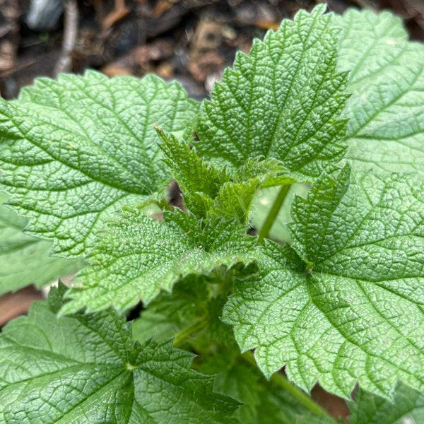 PERMA SPINACH - Stinging Nettle (seed packet of approx 100 seeds)