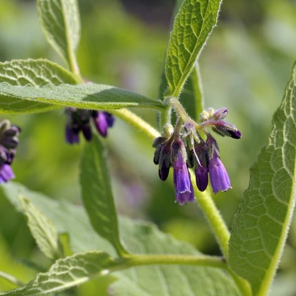 COMPETENT COMFREY - Bocking #14