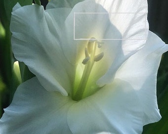 Gladiolus flower, while Gladiolus flower, two digital download Gladiolus