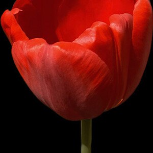 4 Digital flower photography