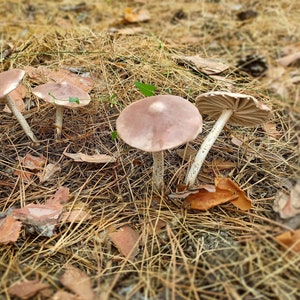 Fairy garden kit deer mushrooms, Realistic brown mushrooms, Magic mushroom, Fairy garden accessories.