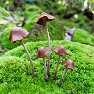 May include: A group of five brown mushrooms growing in a bed of green moss. The mushrooms have a rounded cap and a slender stem.