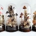 see more listings in the Mushroom terrarium section