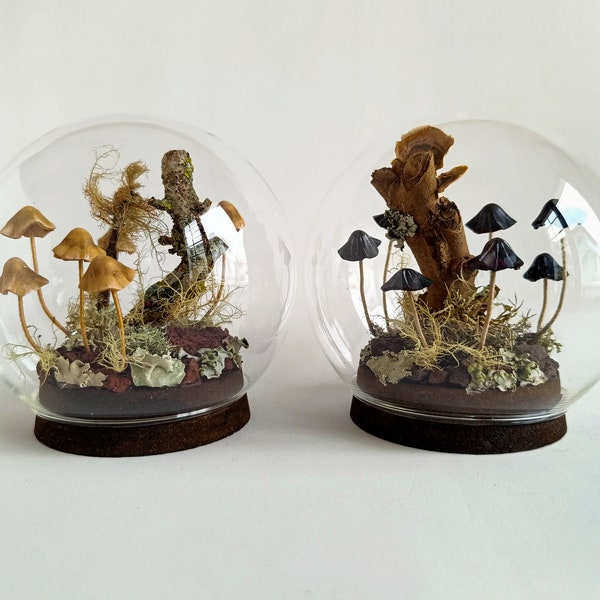 Terrarium de champignons, champignons magiques dans une cloche en verre.