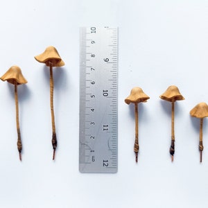 Set of 5 pcs. realistic tan mushrooms. Artificial mushrooms. Mushroom size varies from 3,5 cm / 1.4 in - 7,5 cm / 3 in.