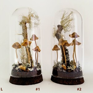 Mushroom terrarium, Handmade mushroom decor in glass cloche. image 6