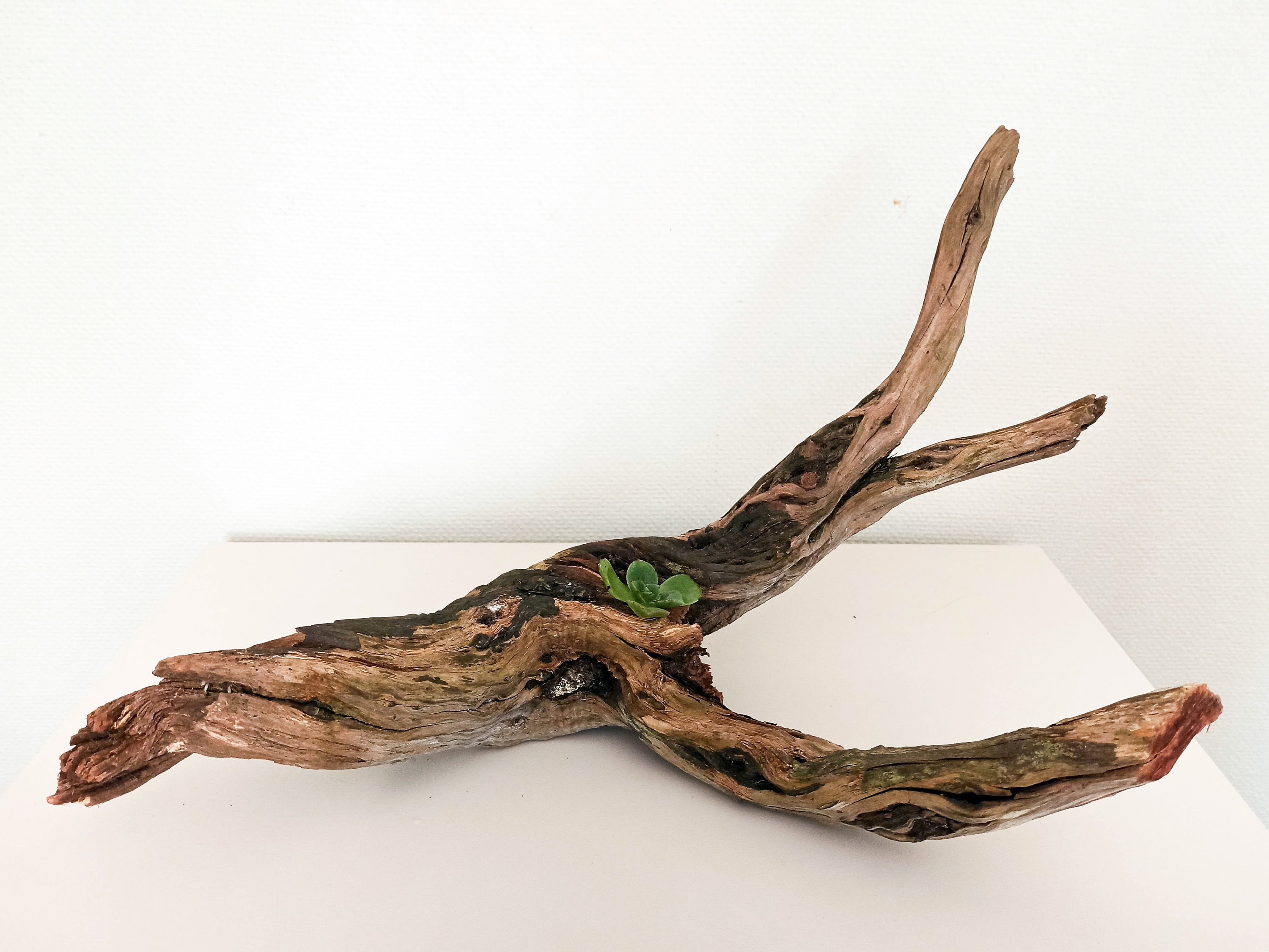 best dog groomers long island