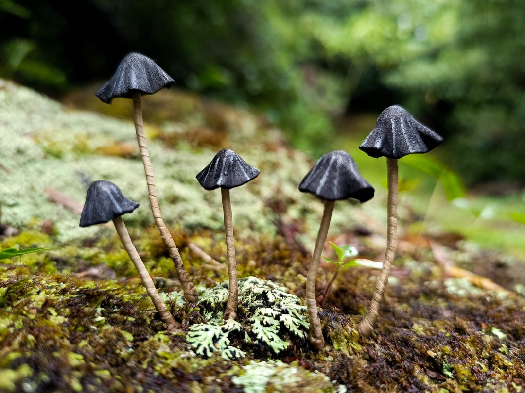 Black Tiny Mushroom Kit, Terrarium Decor Magic Mushroom. - Etsy