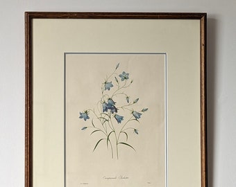 framed botanical illustration | harebell engraving | pierre-joseph redouté