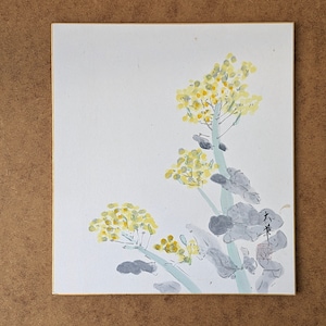 Sternschnuppe | Aquarell Zeichnung | blühende Senfpflanze