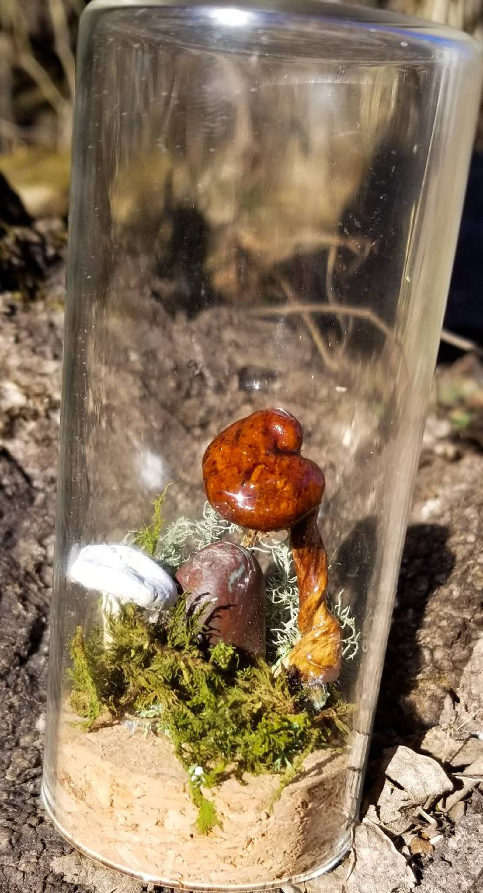 Mushroom terrarium Dried mushrooms in glassmushroom specimen Etsy