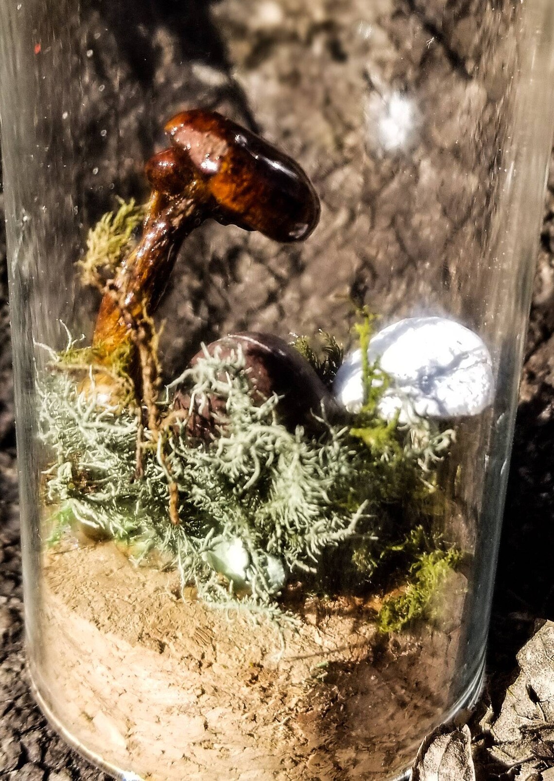 Mushroom terrarium Dried mushrooms in glassmushroom specimen Etsy