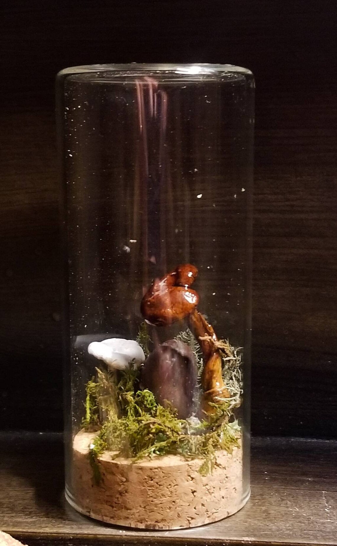 Mushroom terrarium Dried mushrooms in glassmushroom specimen Etsy