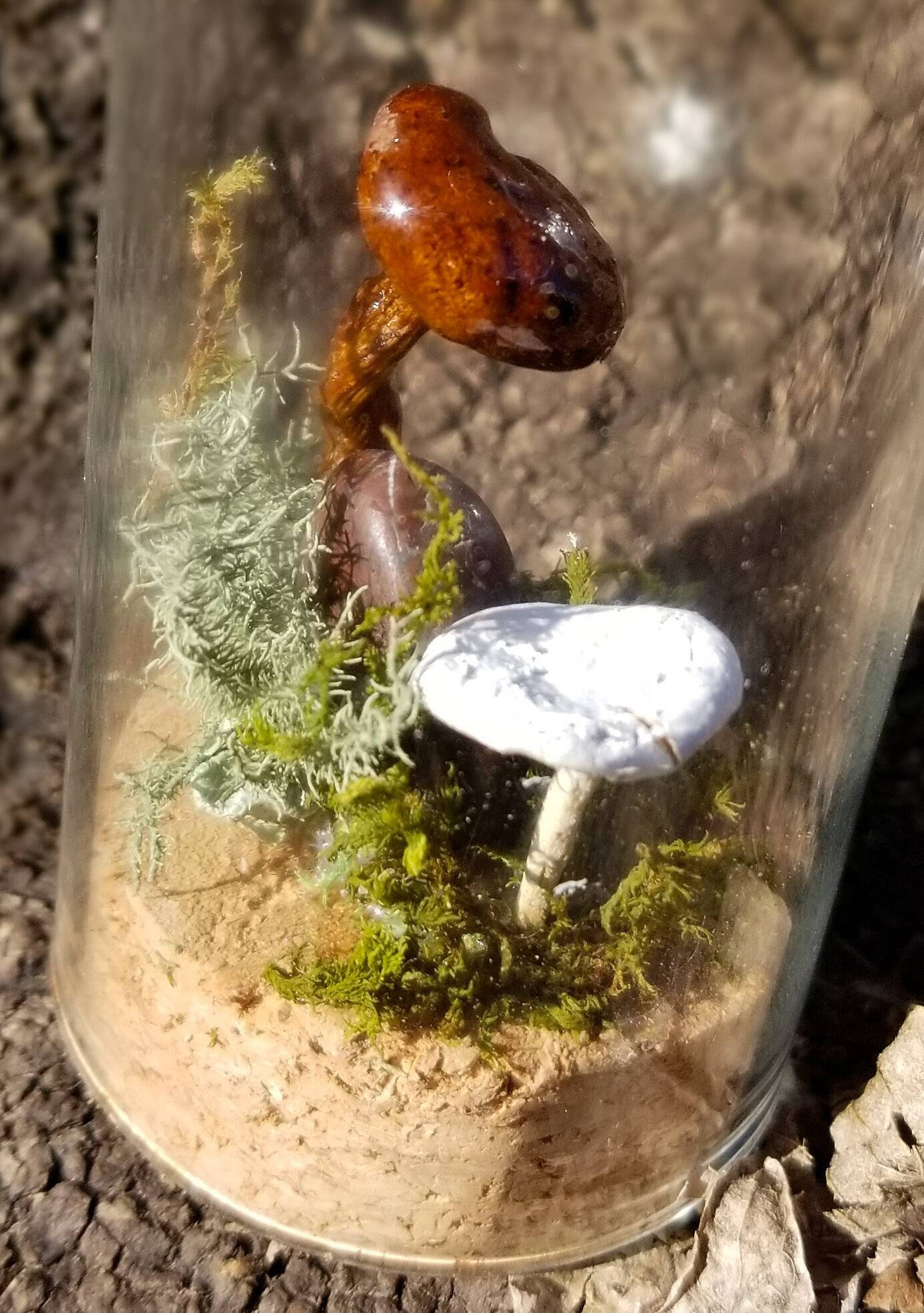 Mushroom terrarium Dried mushrooms in glassmushroom specimen Etsy