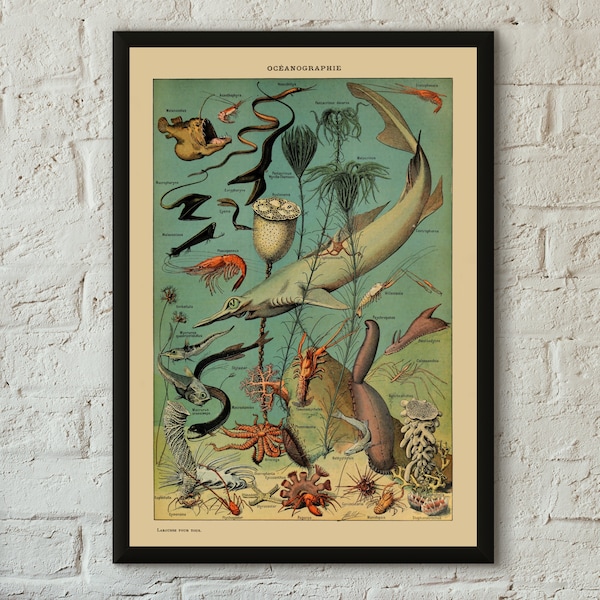 Oceanographie Sea Life Poster - Professionally Printed - Studio Quality Oceanography Art Print