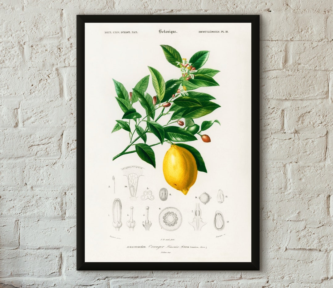Lemon Botanical Poster - Professionally Printed - Studio Quality Lemon ...