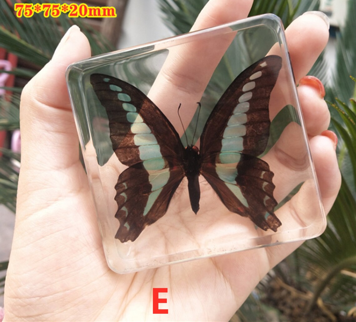Butterfly specimens resin crafts home decorations Etsy