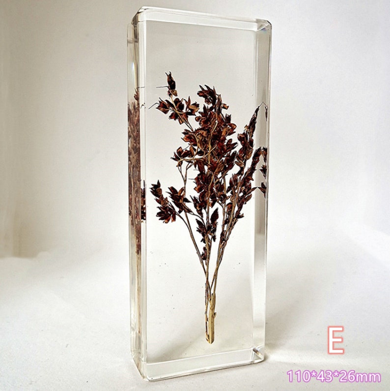 Resin Specimens Plant Specimens Plants in Resin Resin Etsy