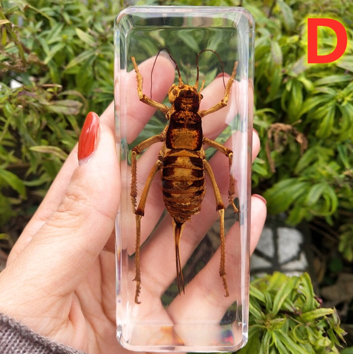 Zmeidao 12 Pcs Insect Resin Specimen, Collection Resin Animal Taxidermy Paperweights Kit Science Education Classroom Specimen With Magnifying Glass For Kids Children's Day Gift