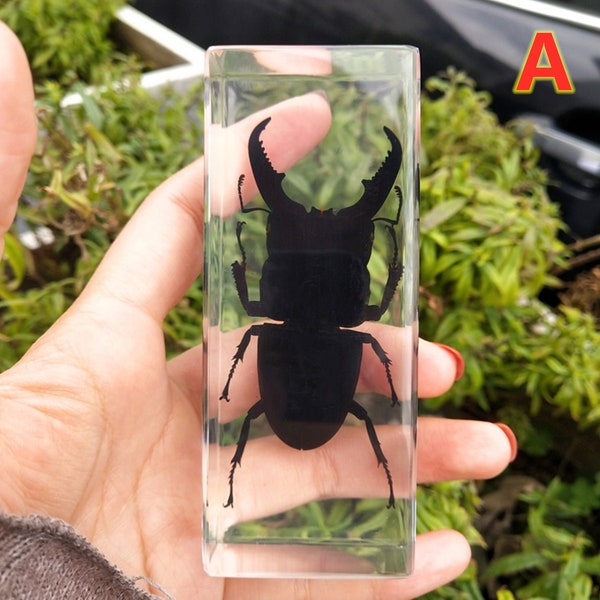 Insect specimen/Insect Specimen Resin Paperweight Biology Anatomy Education Teaching Tool Educational Toy/insect/specimen/insect art