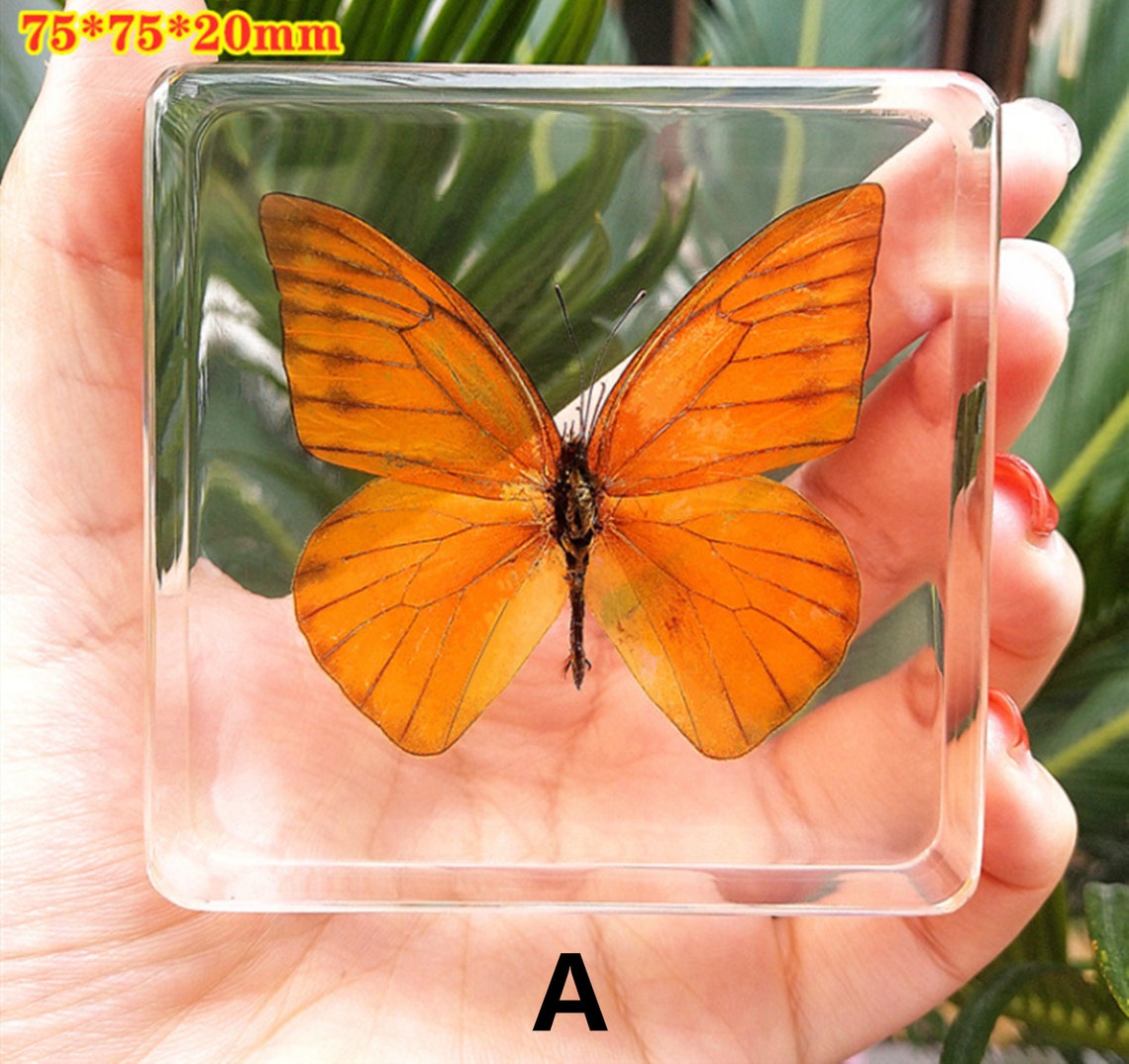 Butterfly specimens resin crafts home decorations Etsy