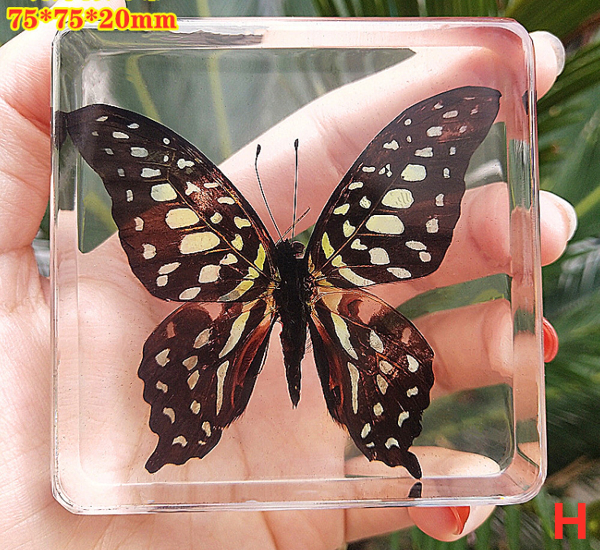 Butterfly specimens resin crafts home decorations Etsy