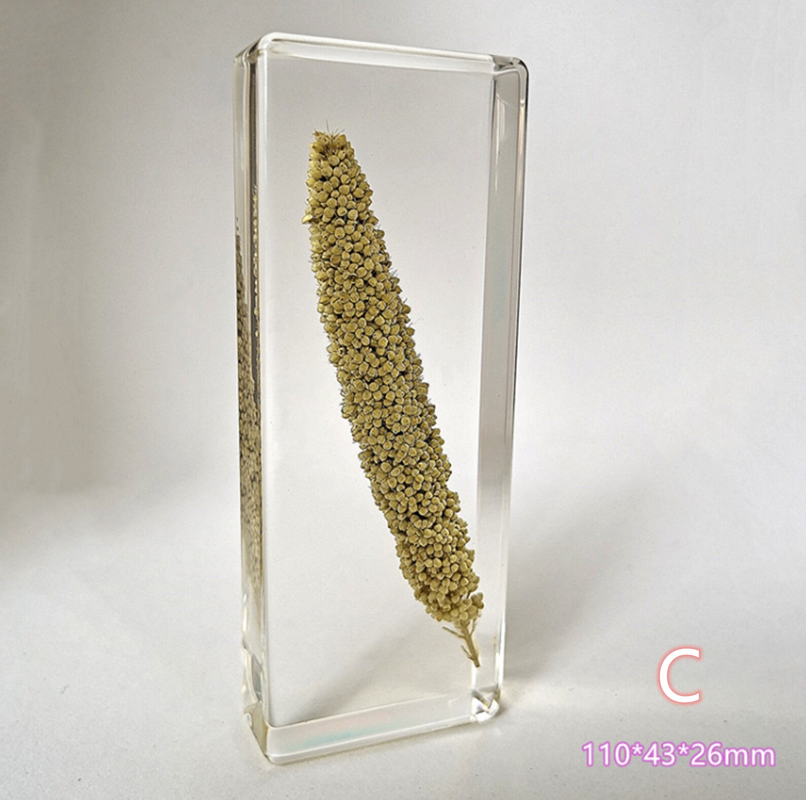 Resin Specimens Plant Specimens Plants in Resin Resin Etsy