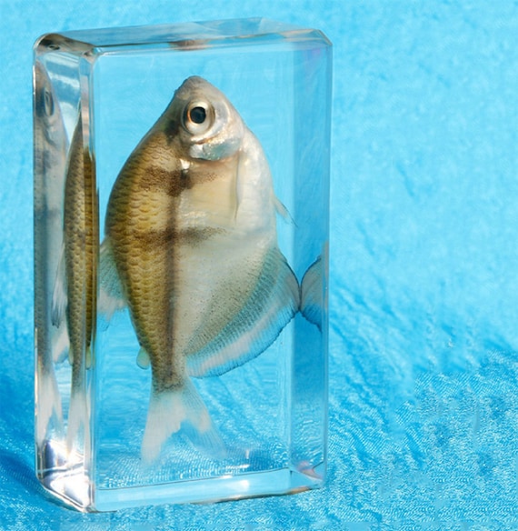 Birthday Gifts Kids,real Fish Specimens Ornaments Teaching Early Education  Toys Kindergarten Resin Animal Specimens Transparent Crafts -  Canada