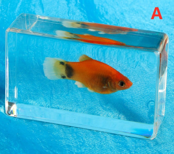 Birthday Gifts Kids,real Fish Specimens Ornaments Teaching Early Education  Toys Kindergarten Resin Animal Specimens Transparent Crafts -  UK