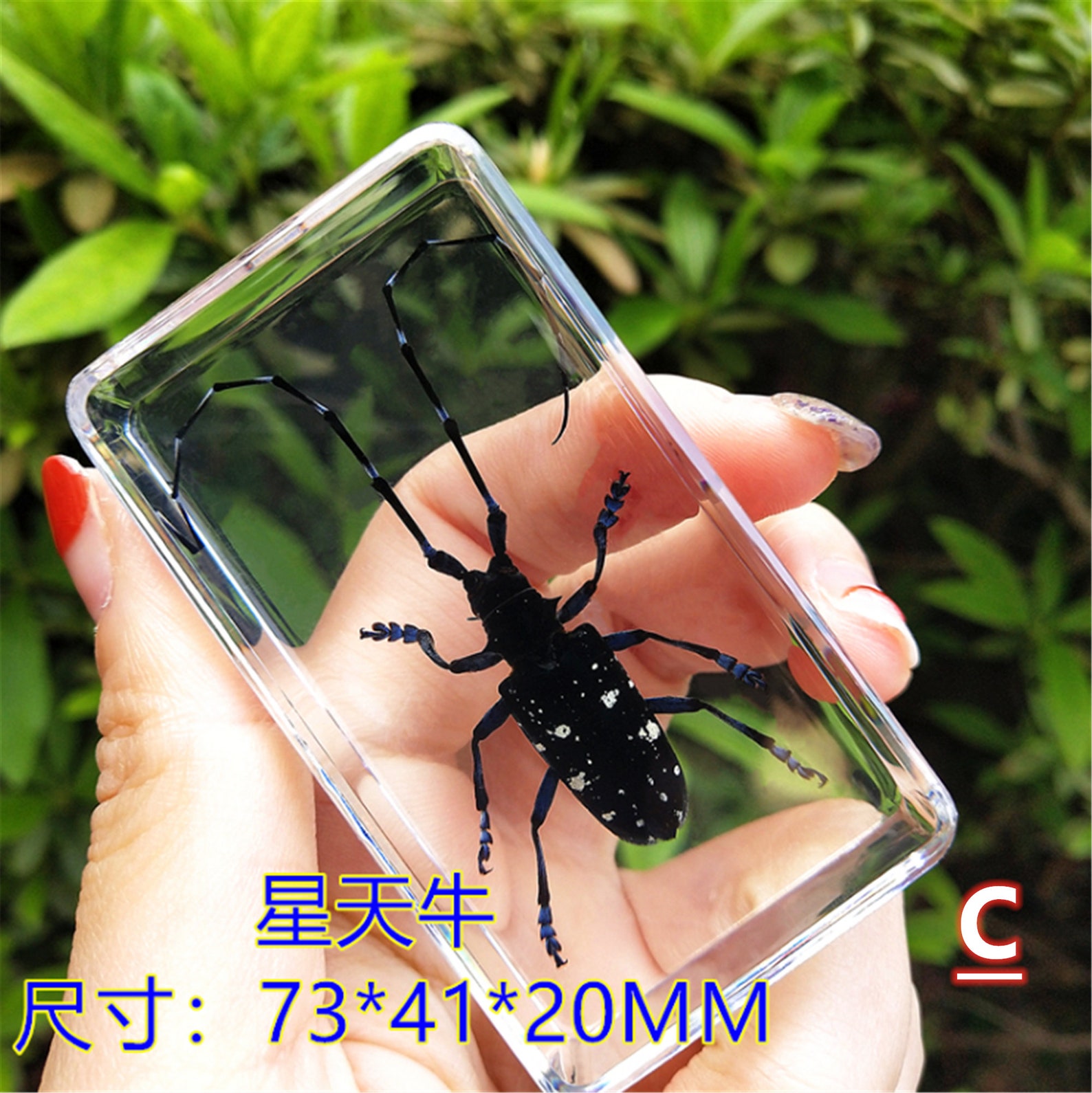 Bloque De Espécimen De Resina De Escorpión Negro Insecto Real Embed Transparente Ámbar Fósil Lucite Ciencia Biología Colección Educación Preservada - México