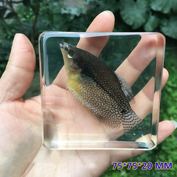 Real Fish Specimens, Gifts for Children, Resin Specimens, Science Education  Forms, Animal Teaching -  Canada