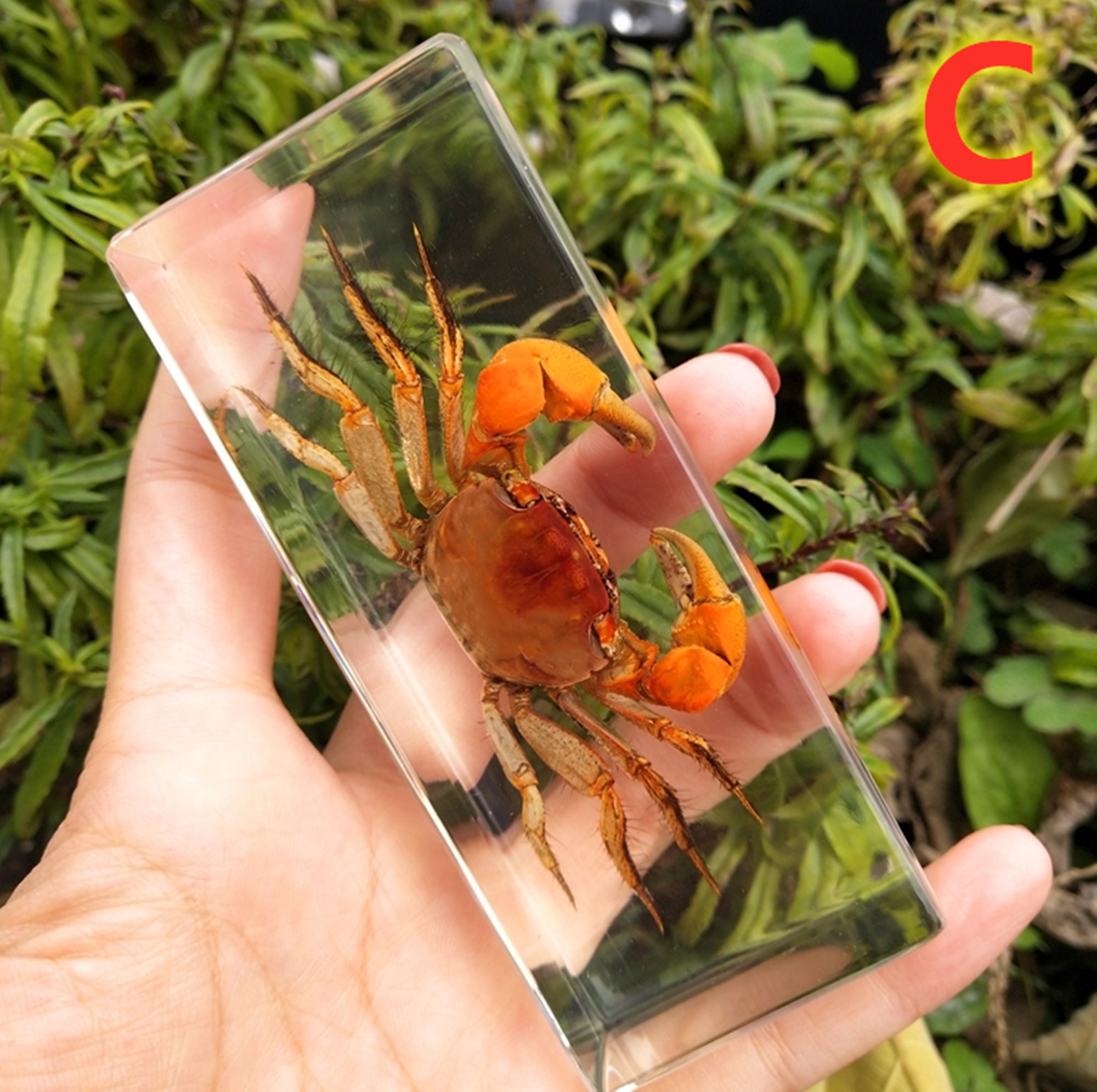 Insect Specimen/insect Specimen Resin Paperweight Biology Etsy UK