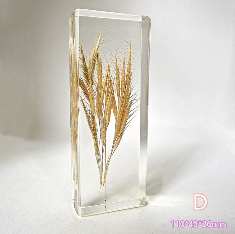 Resin Specimens Plant Specimens Plants in Resin Resin Etsy