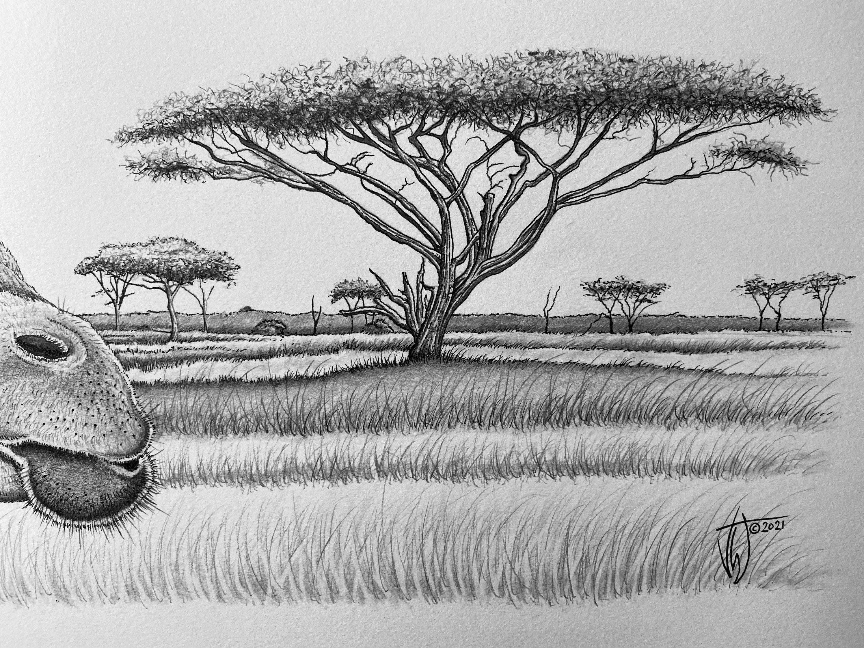 Savannah Story Original graphite pencil and ink A3 drawing Etsy