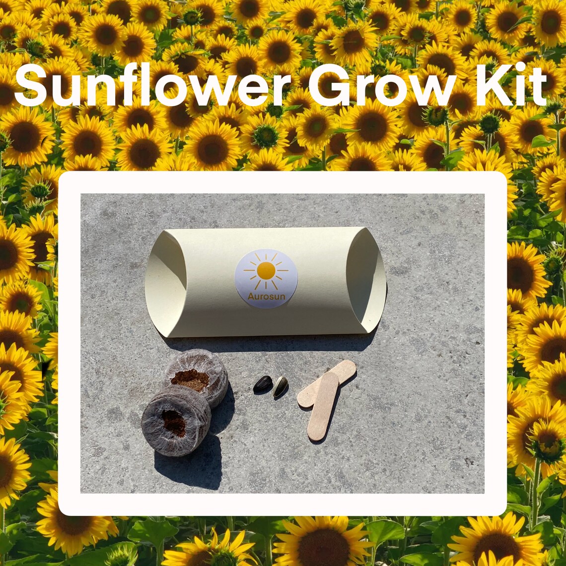 Grow Your Own Sunflower Easy to Use Kit Etsy
