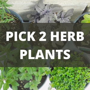 Custom Herb Bundle Pack | Choose your own! | Pick 2 herbs!