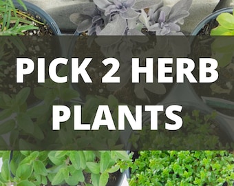Custom Herb Bundle Pack | Choose your own! | Pick 2 herbs!