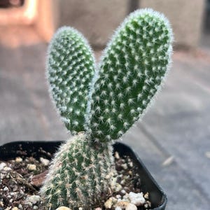 Puede incluir: Un pequeño cactus en maceta con dos almohadillas grandes, verdes y de forma ovalada. Las almohadillas están cubiertas de pequeñas espinas blancas y tienen un borde blanco difuso. La base del cactus también está cubierta de espinas y es de un color verde más claro. La maceta es negra y está llena de tierra.