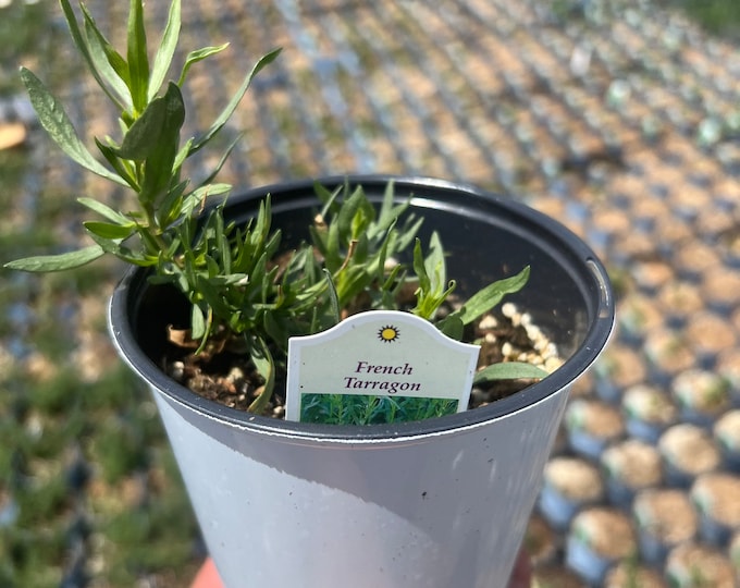 French Tarragon Plants Artemisia Dracunculus 1 Plants 8 Tall Ship in 6